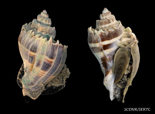 crowned conch from Sullivans Island, South Carolina